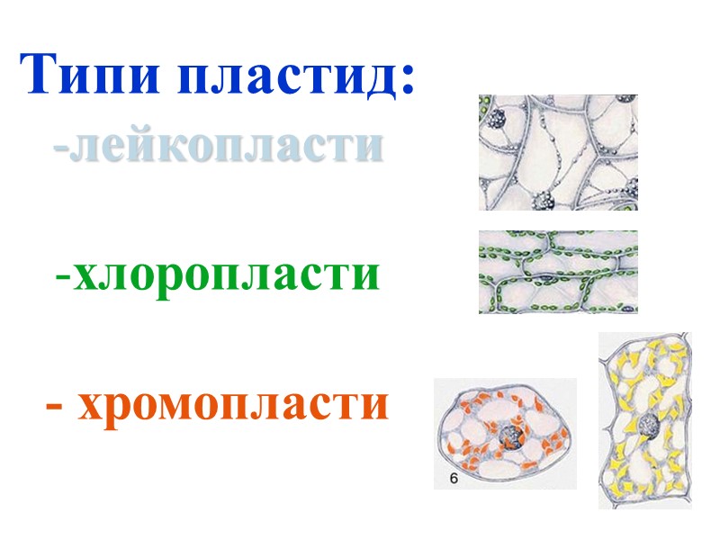 Типи пластид: лейкопласти  хлоропласти  - хромопласти